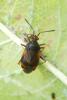 Deraeocoris ruber